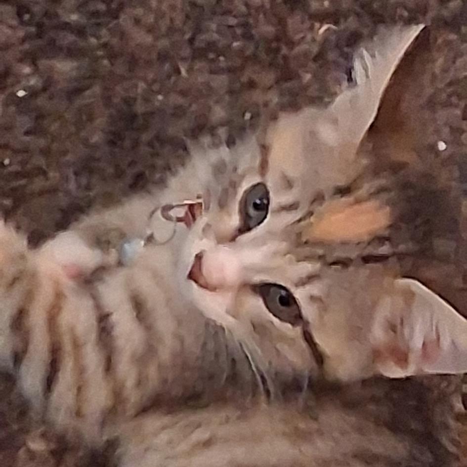 Xena