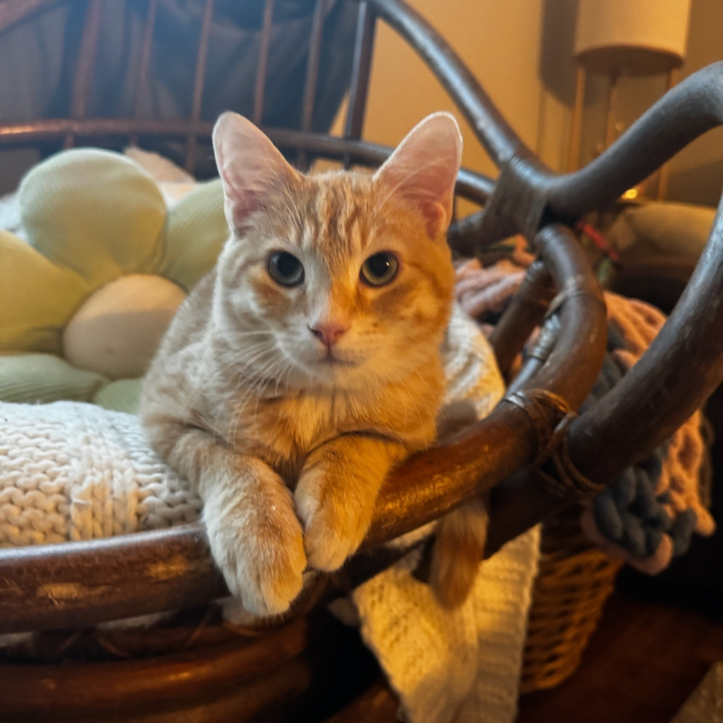 Cheddy