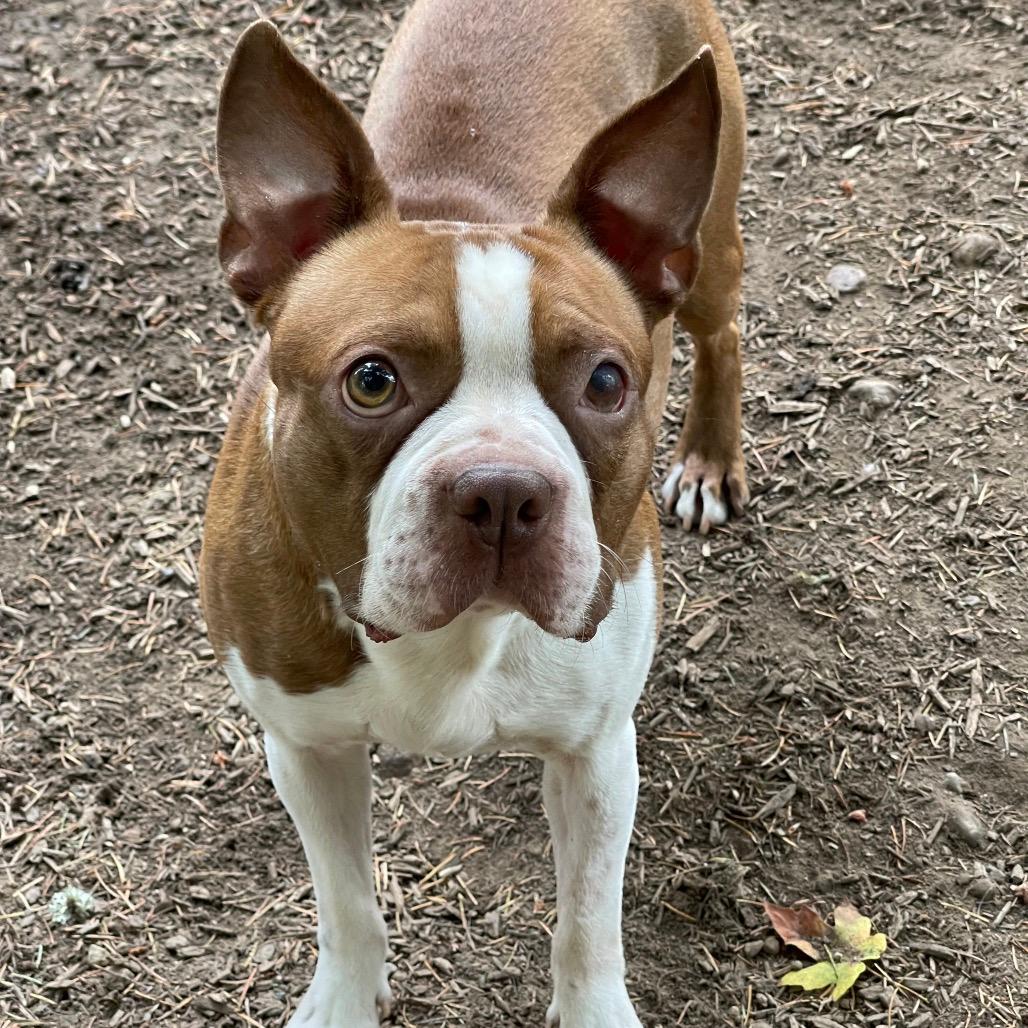 BOSTON LEO
