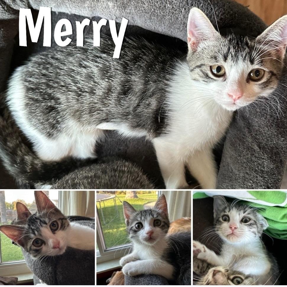 Merry