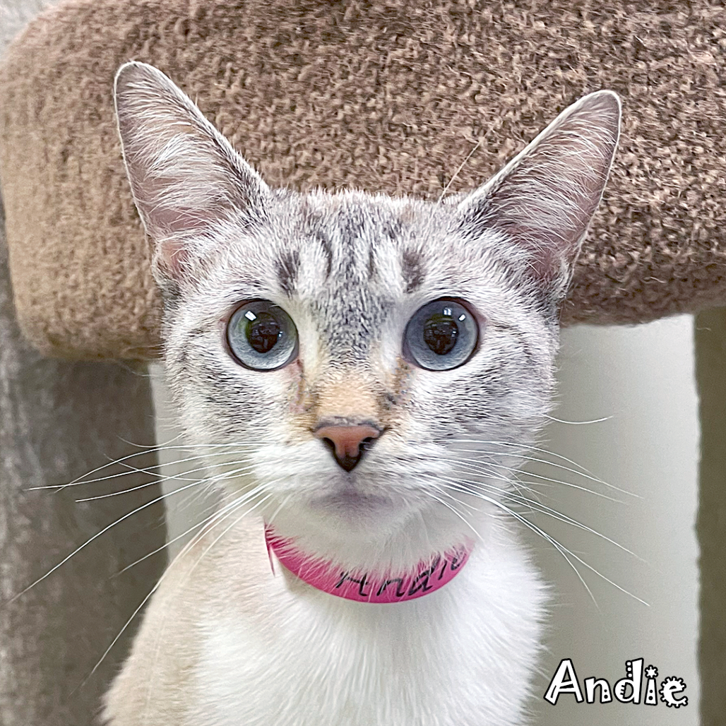 Andie @ Pawz Pet Cafe