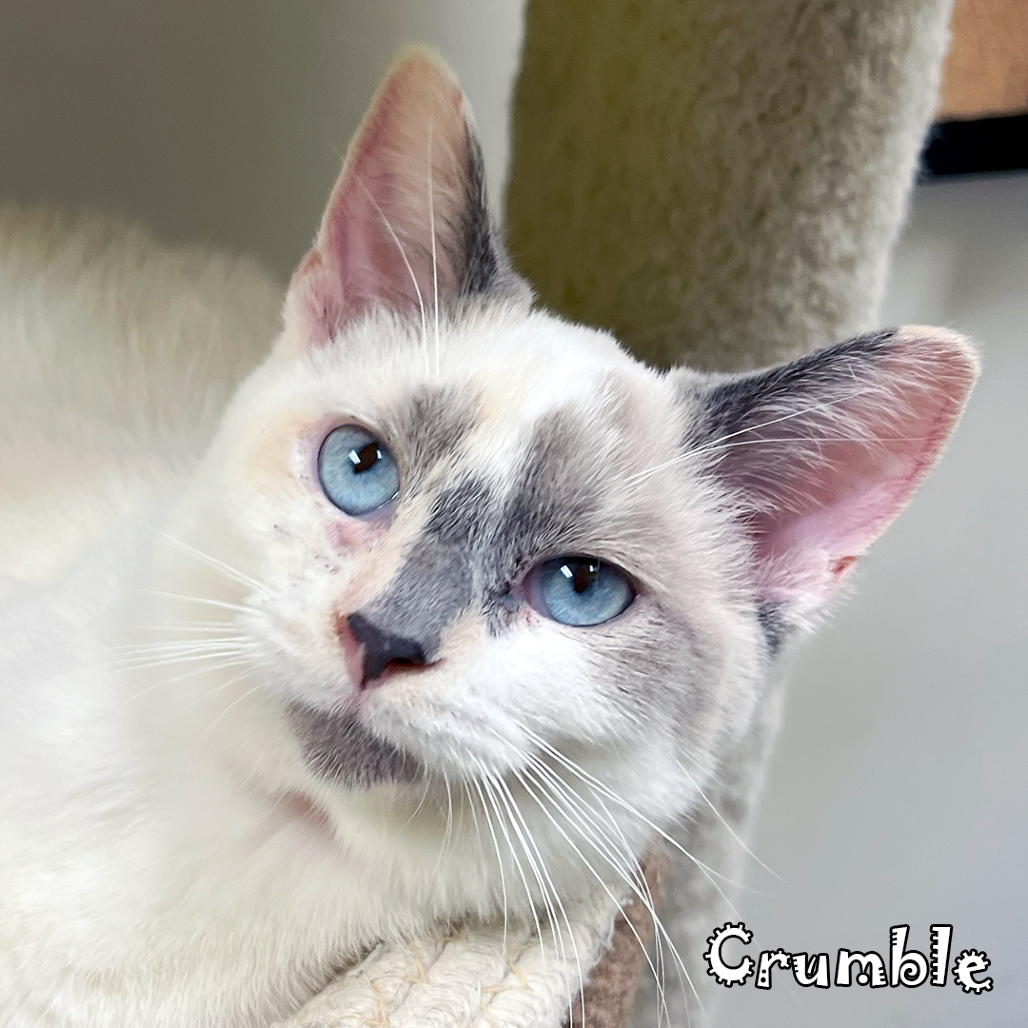 Crumble -bonded Marshmallow @Carmel Petco