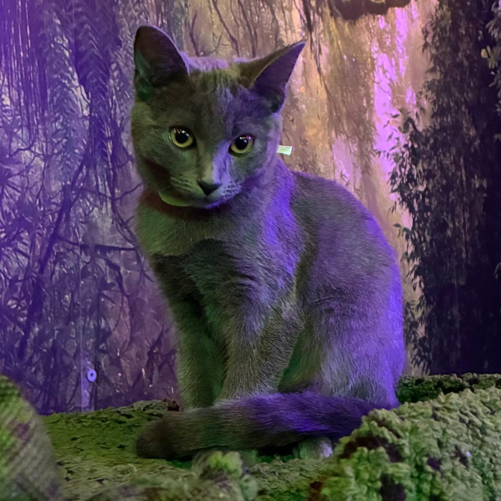 Penelope (cat cafe adoption)