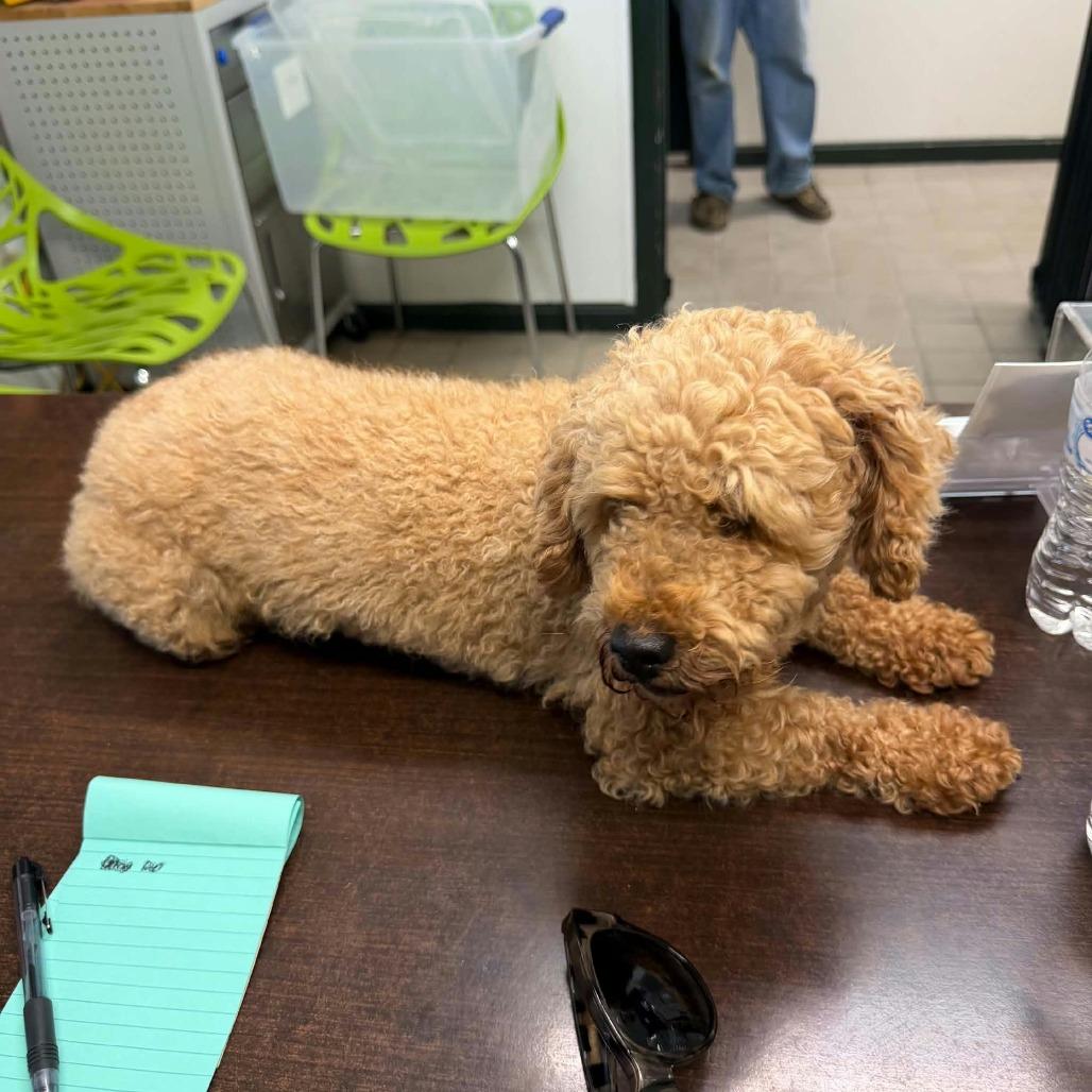 Biscuit
