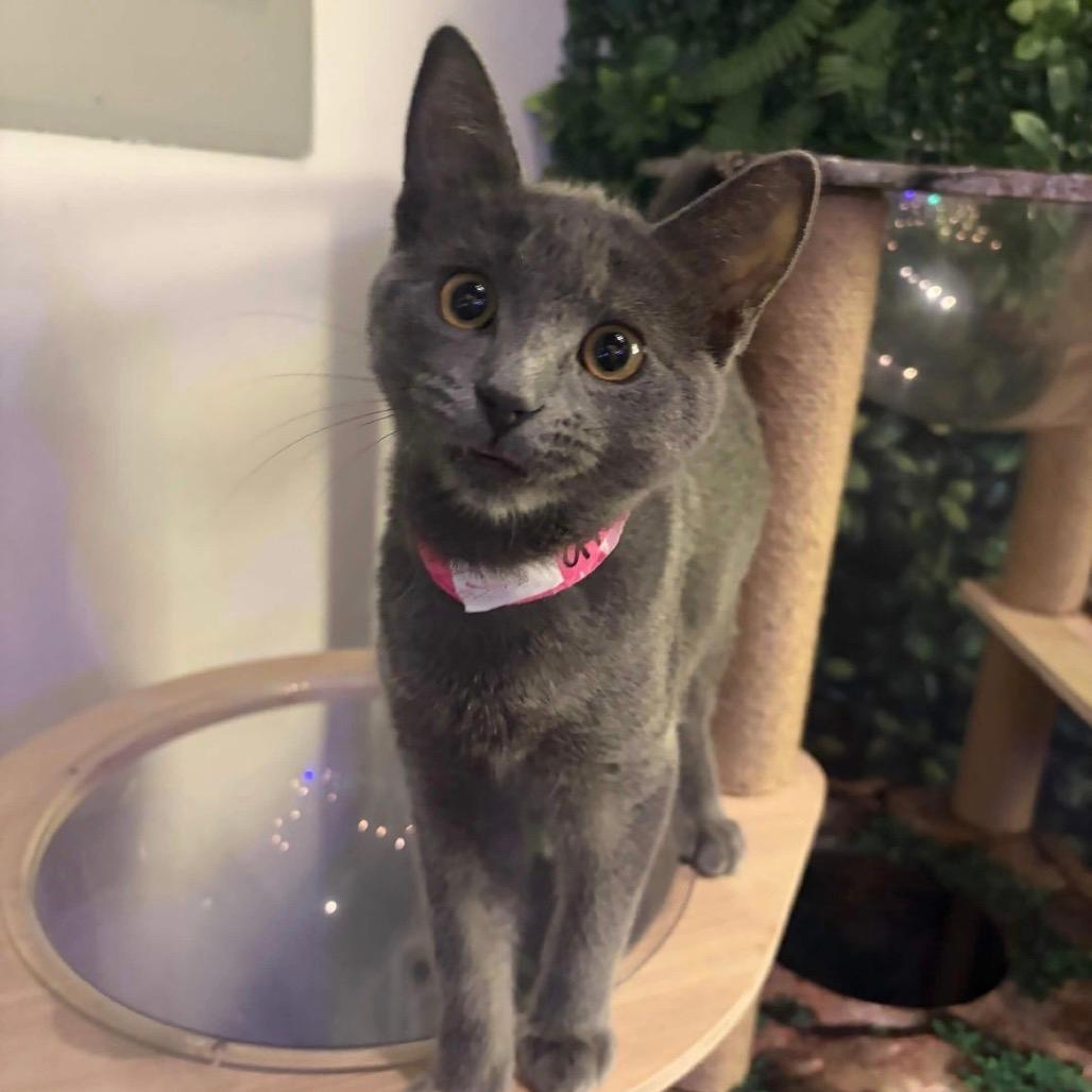 Athena (cat cafe adoption)