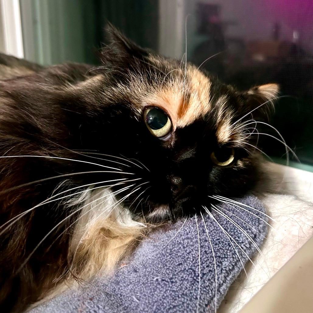 Willow