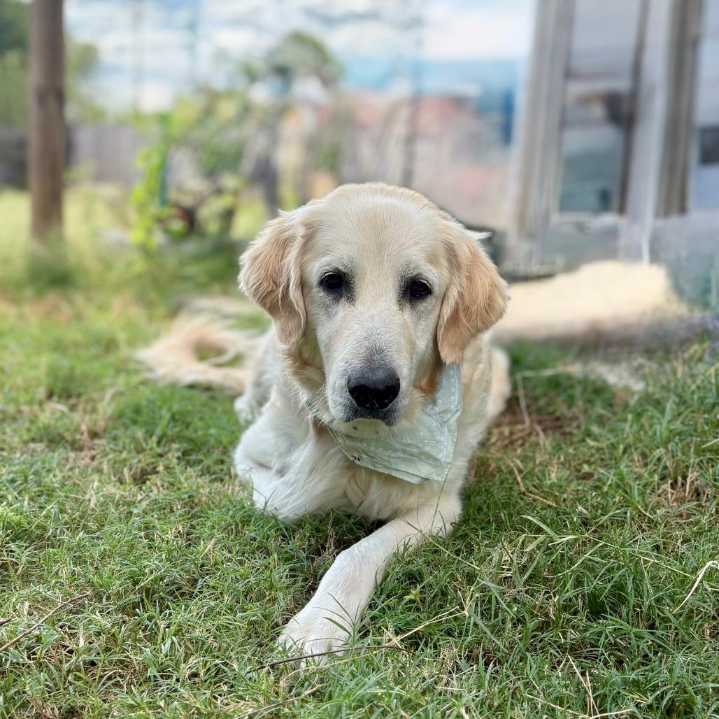 Sadie Mae