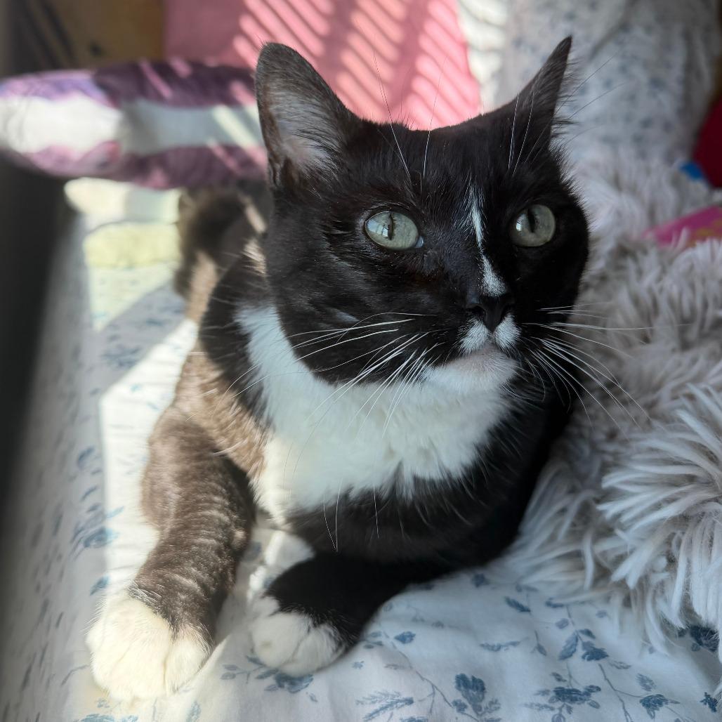 Bootsie