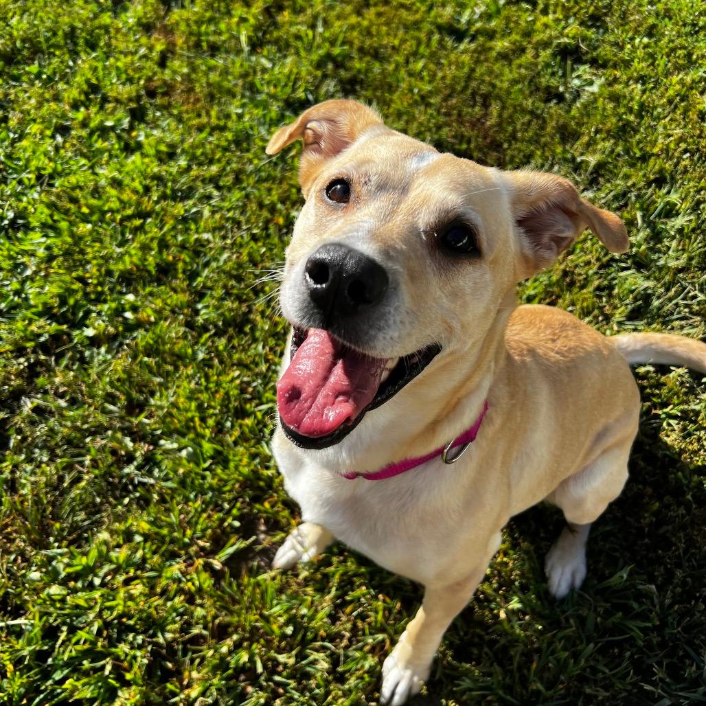 Dixie