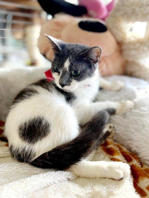 Adoptable Cats & Kittens in Boca Raton, FL