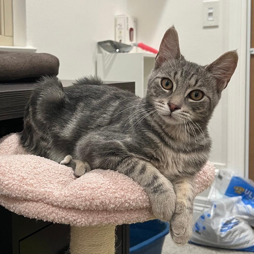 Rufus