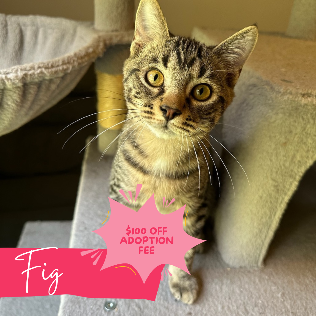 Fig