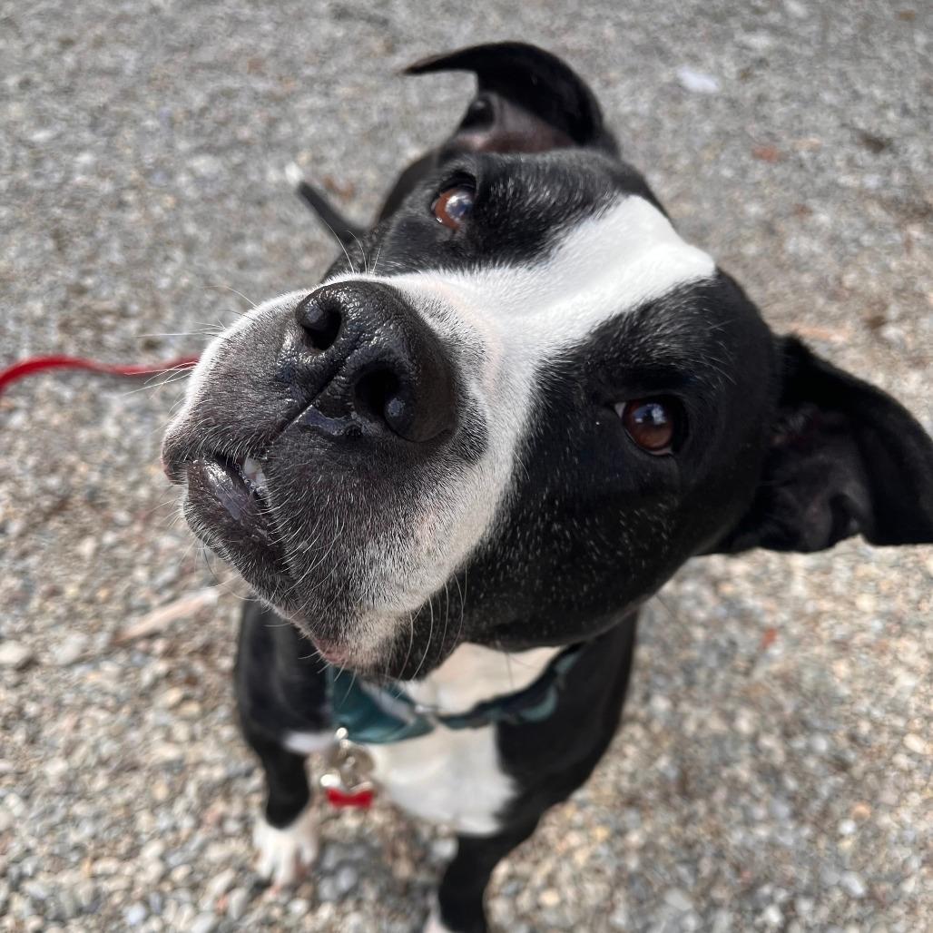Stella