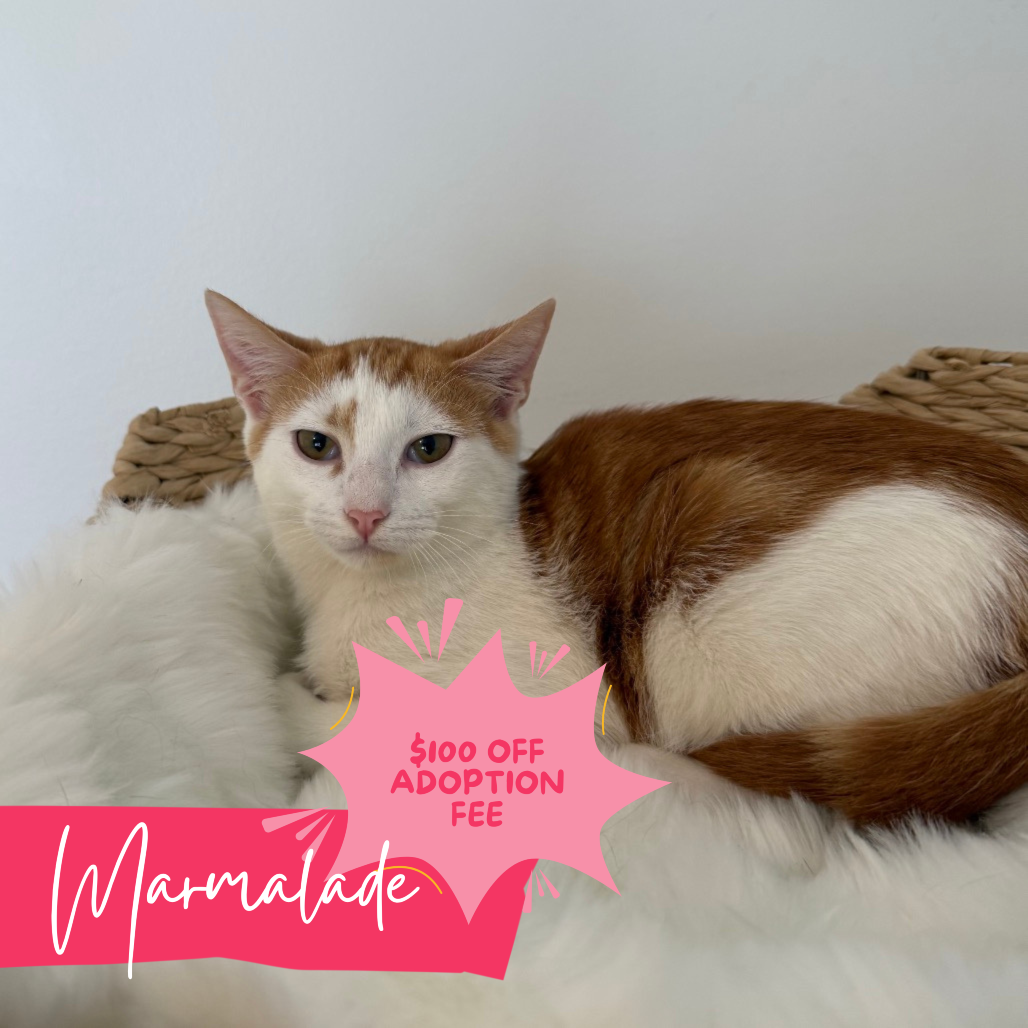 Marmalade