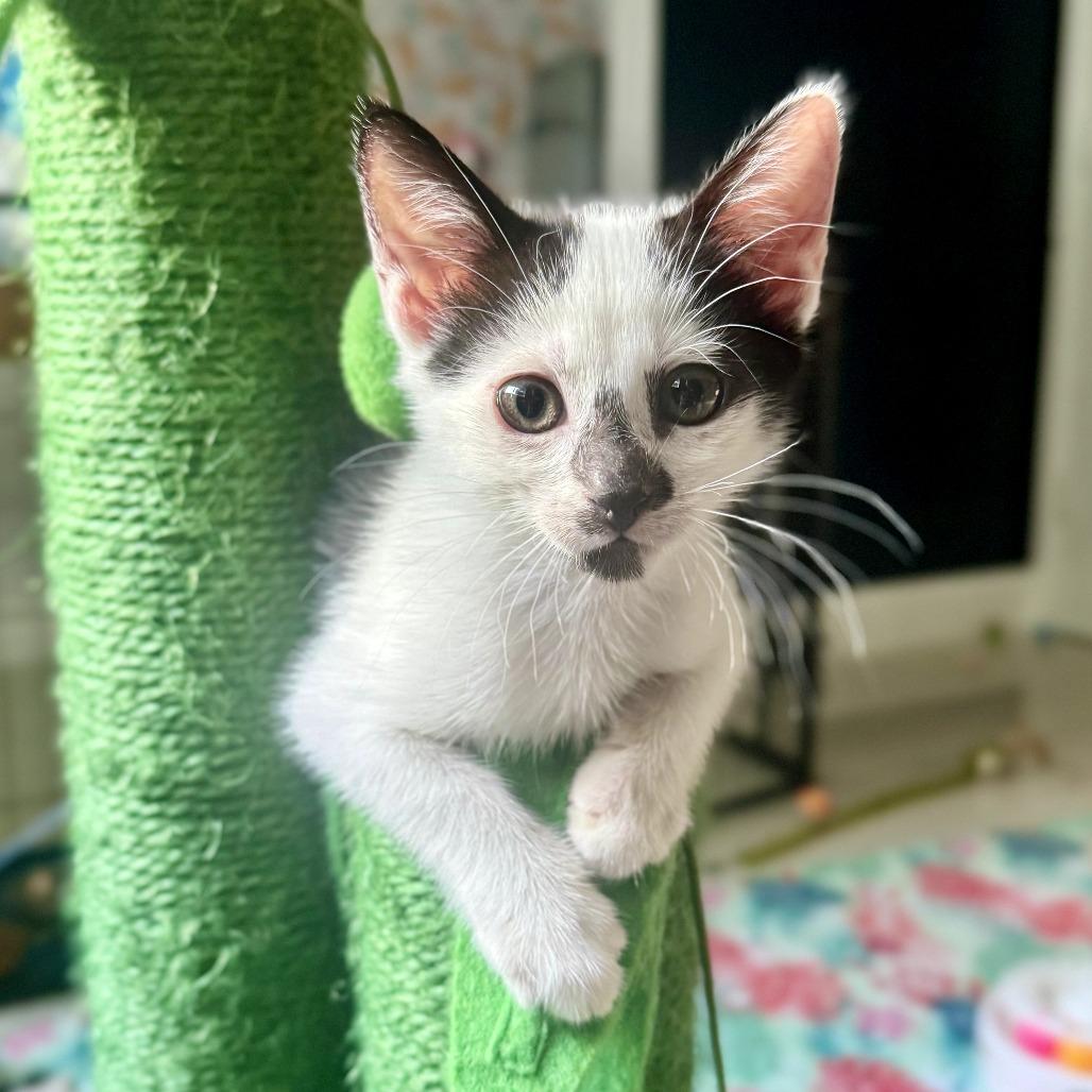 Oreo