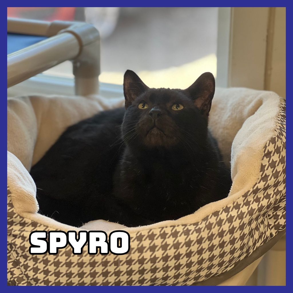 Spyro 