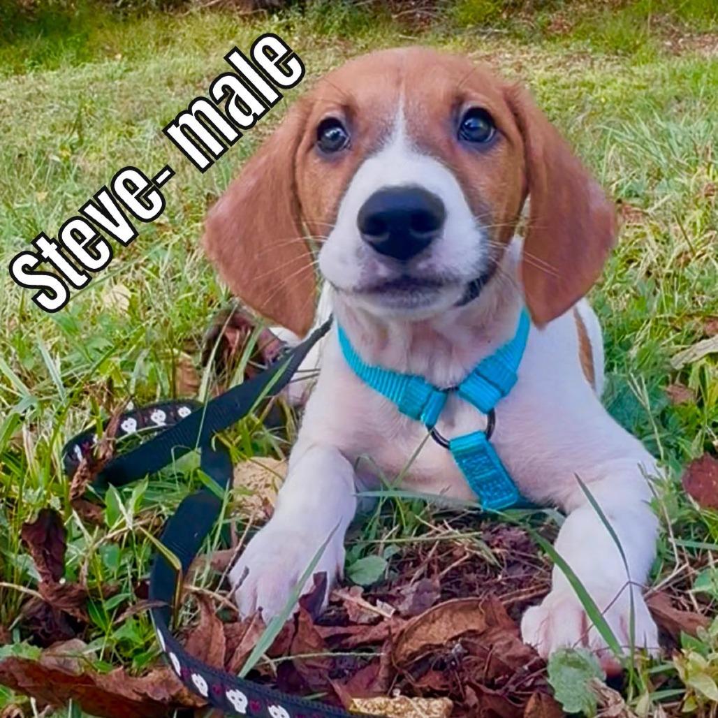 Steve