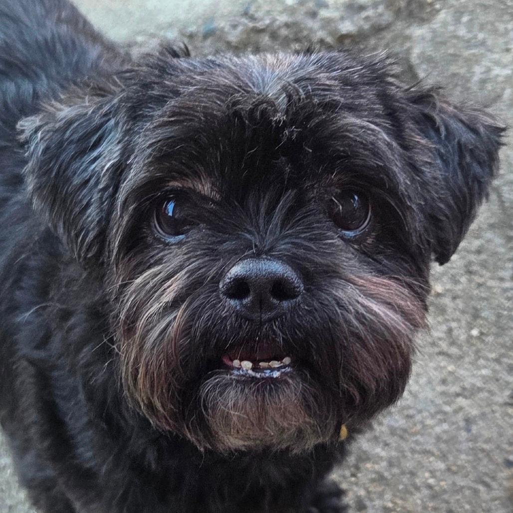Chloe (bonded with Maggie) 