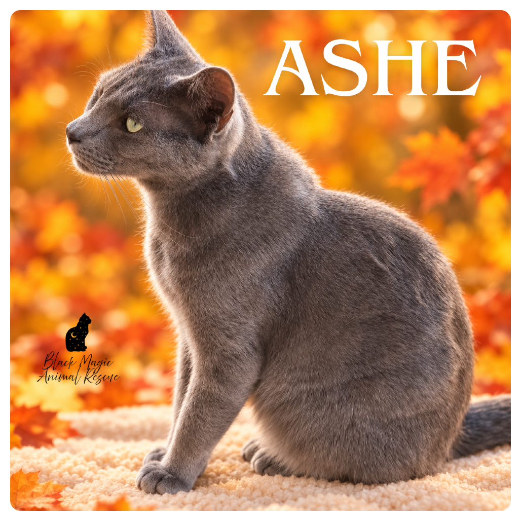 Ashe