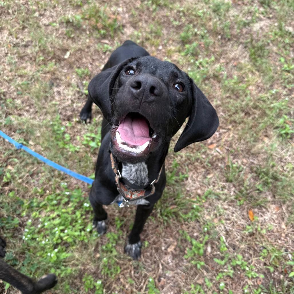 Elvis