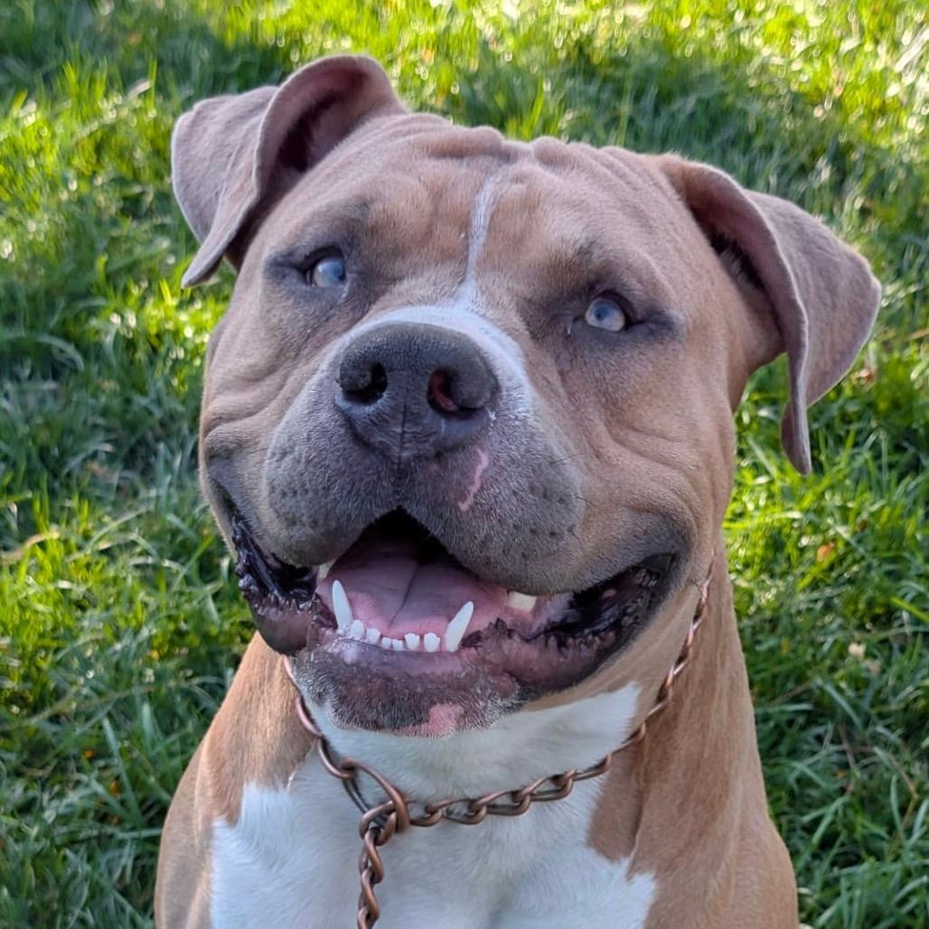 Otis - ECAS