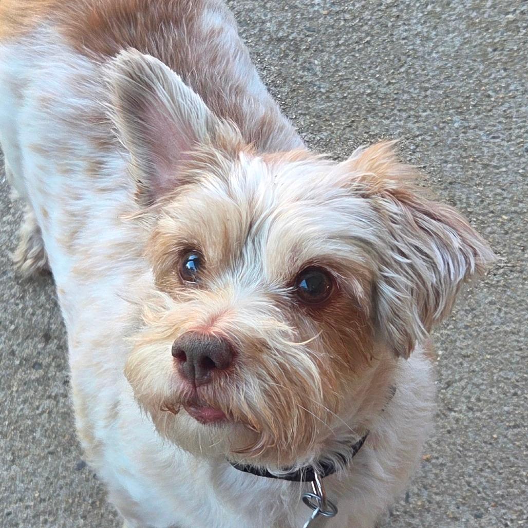 Maggie (Bonded with Chloe) 