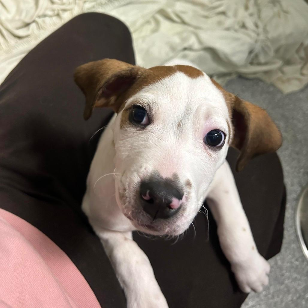 Archie