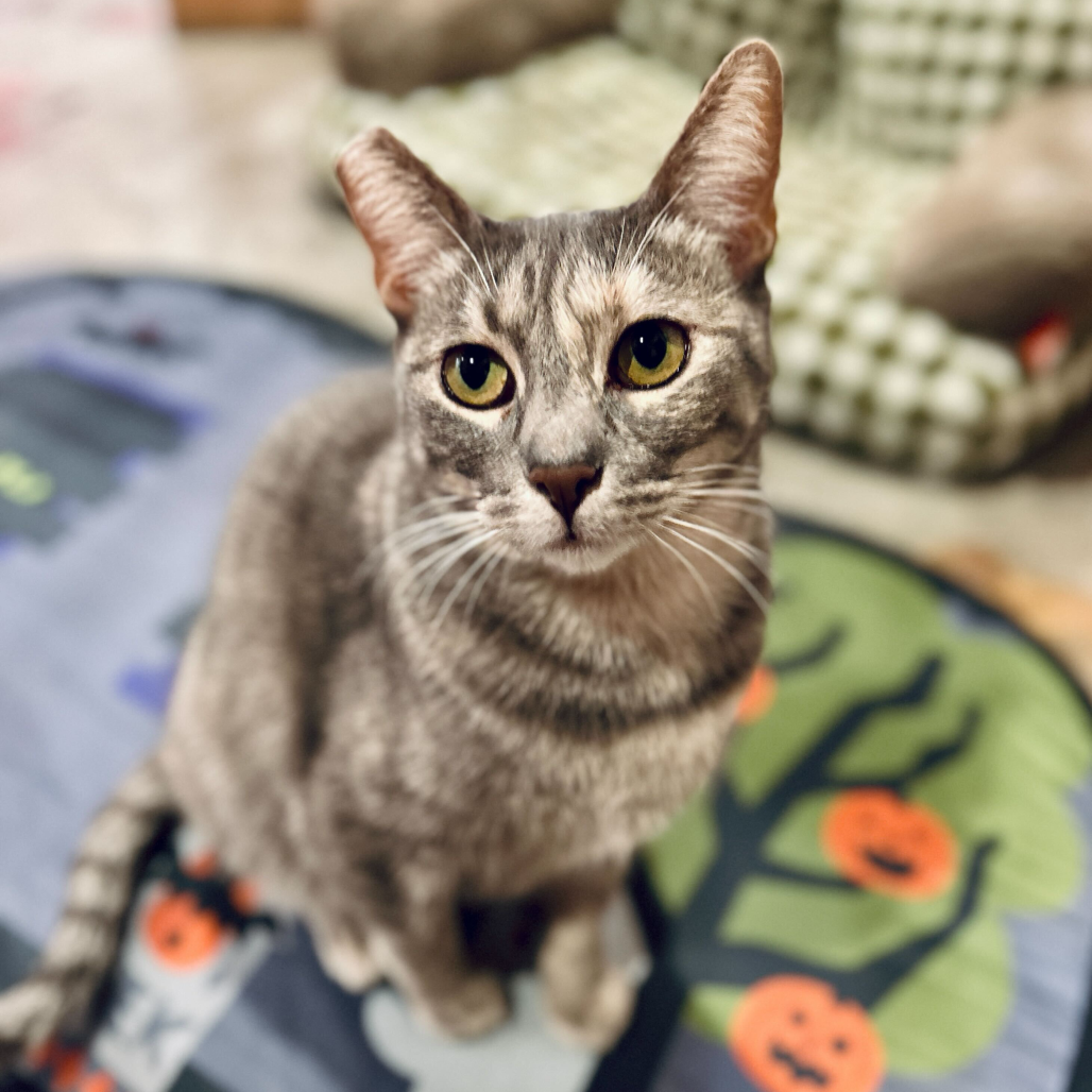 Georgie