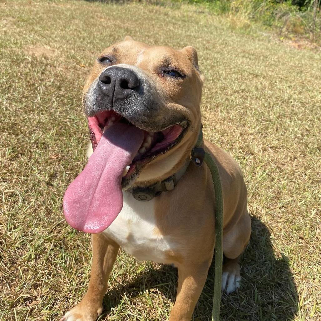 Seal (Adoption Fee-SPONSORED!)