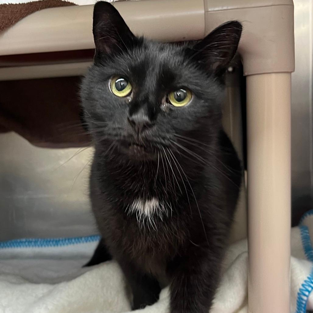 Jasper-50% OFF!-In foster