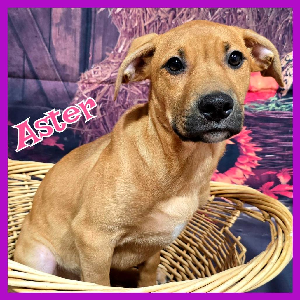 Aster