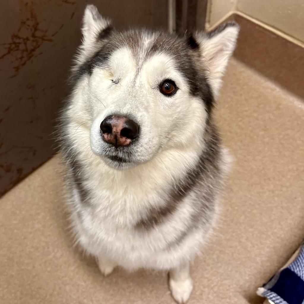 Koda