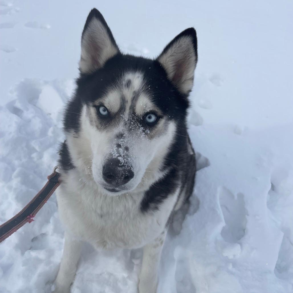 Sleven