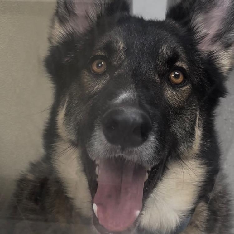 Koda Bear