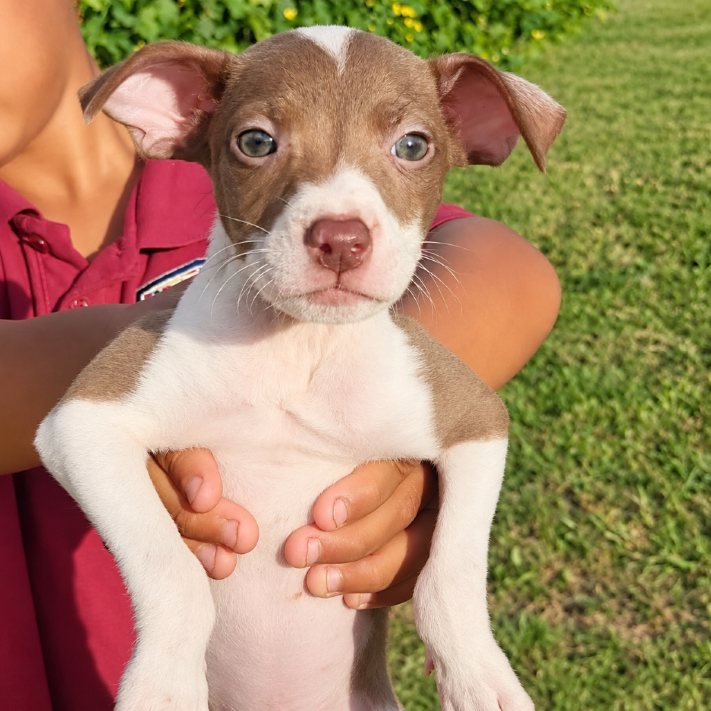 Margarita (Rita)