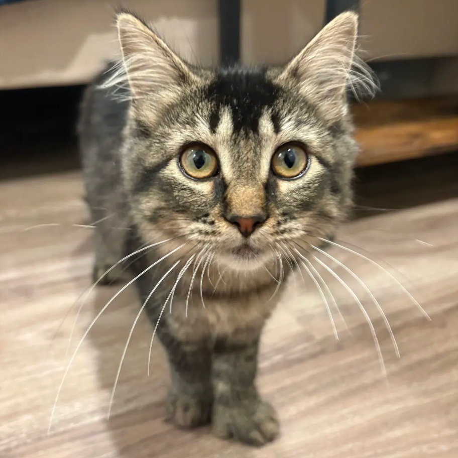 Miso