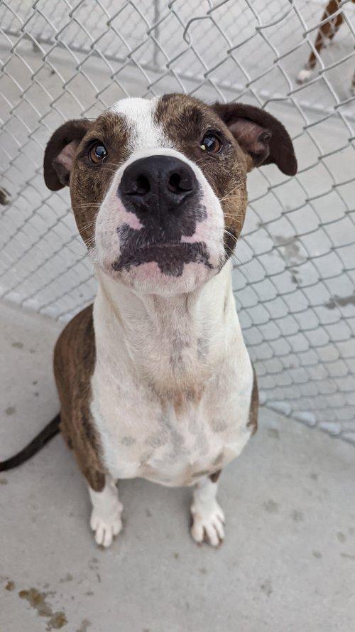 Adoptable Dogs & Puppies in Dubuque, IA