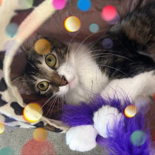 Princess Meow Meow