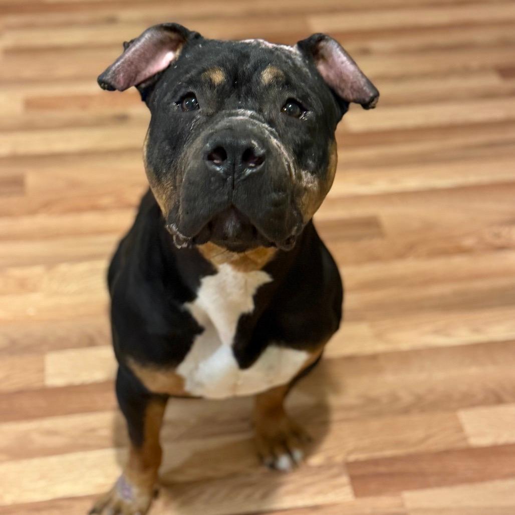 Brisket - IN FOSTER