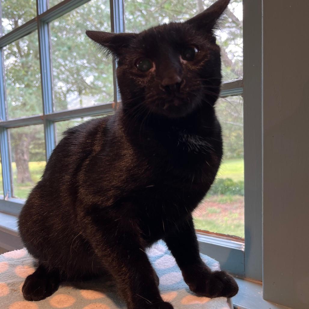 Pooky