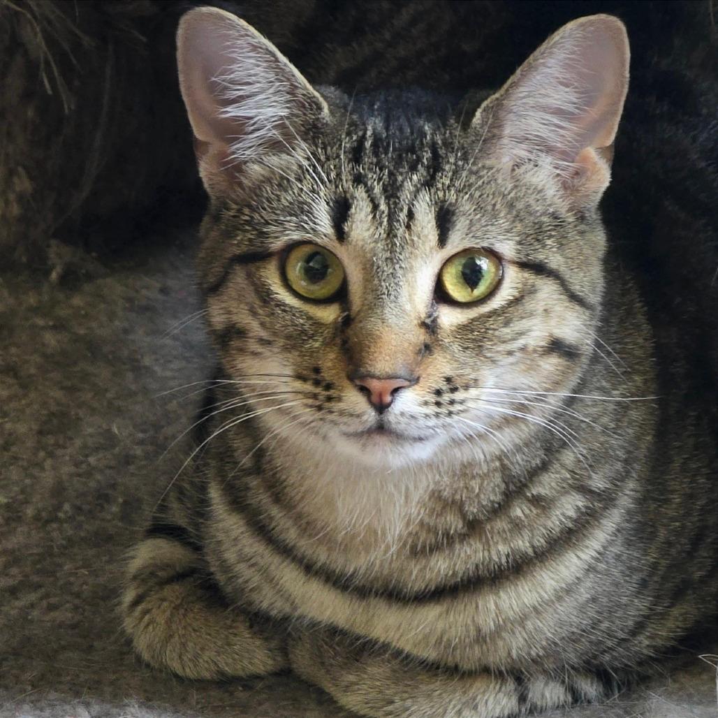 Sova Kittens:  Parsley
