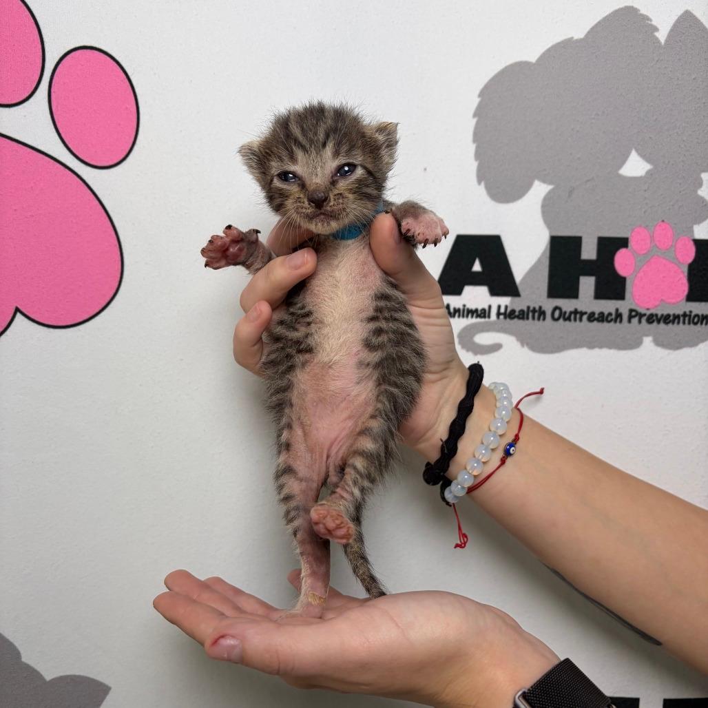 Lil Purr