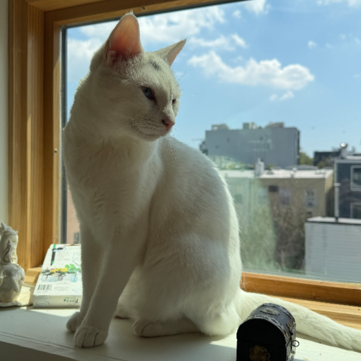 Gracie