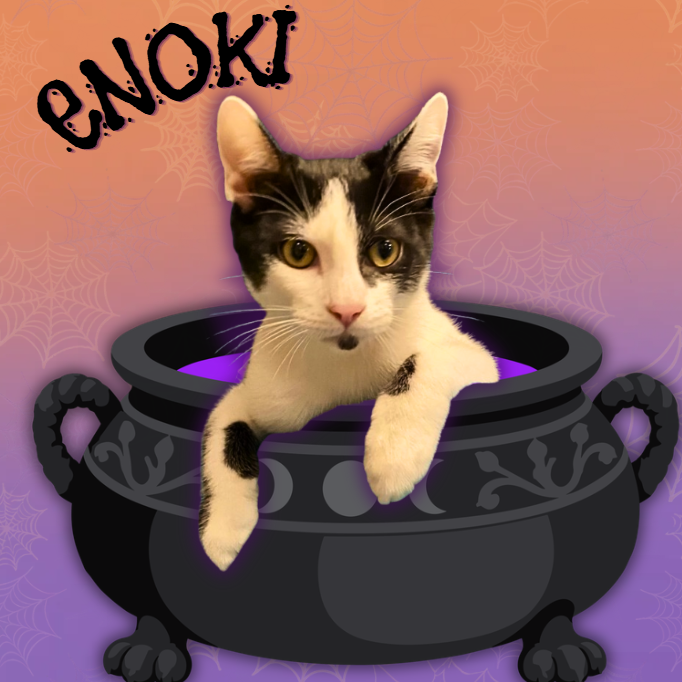 Enoki