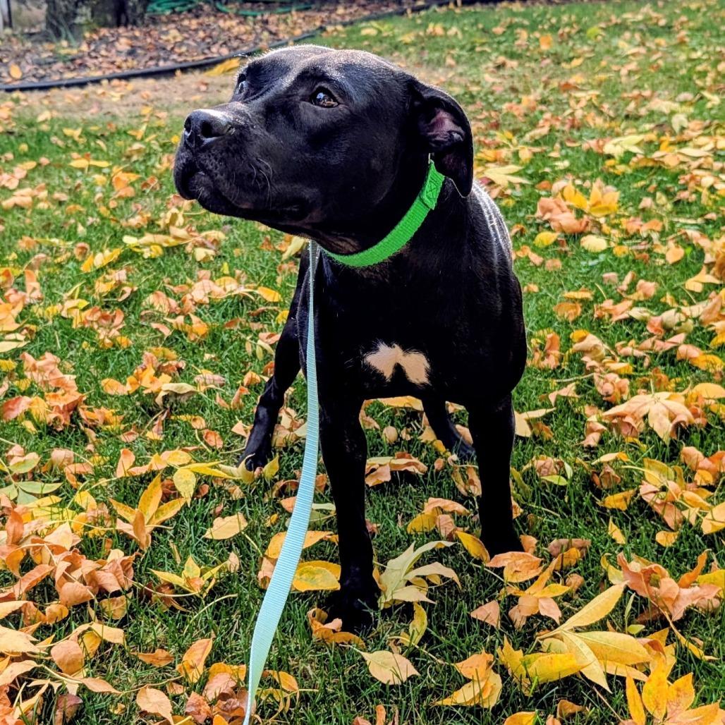 Sesame - Available In Foster 