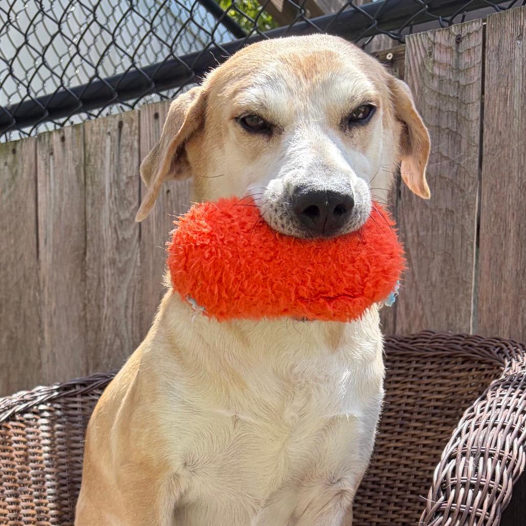 Cypress - Available in Foster