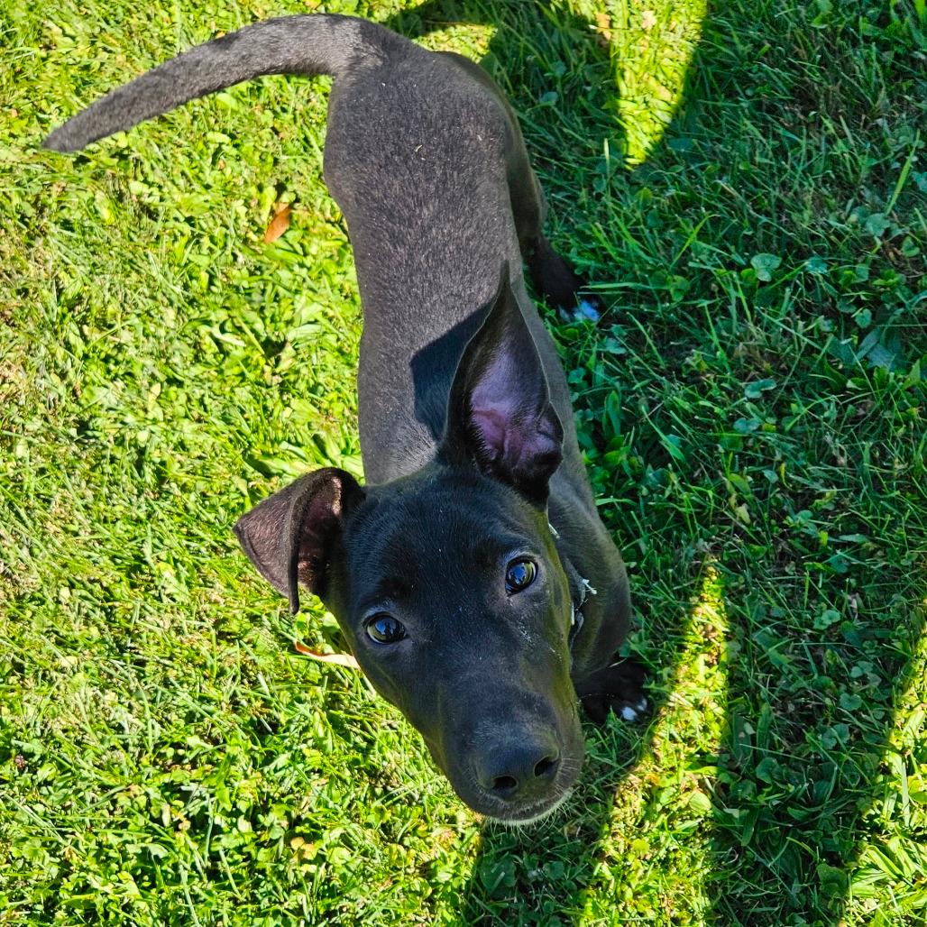 Weenie
