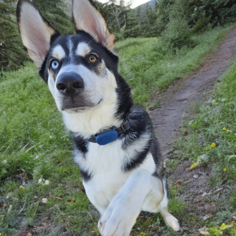 Ringo