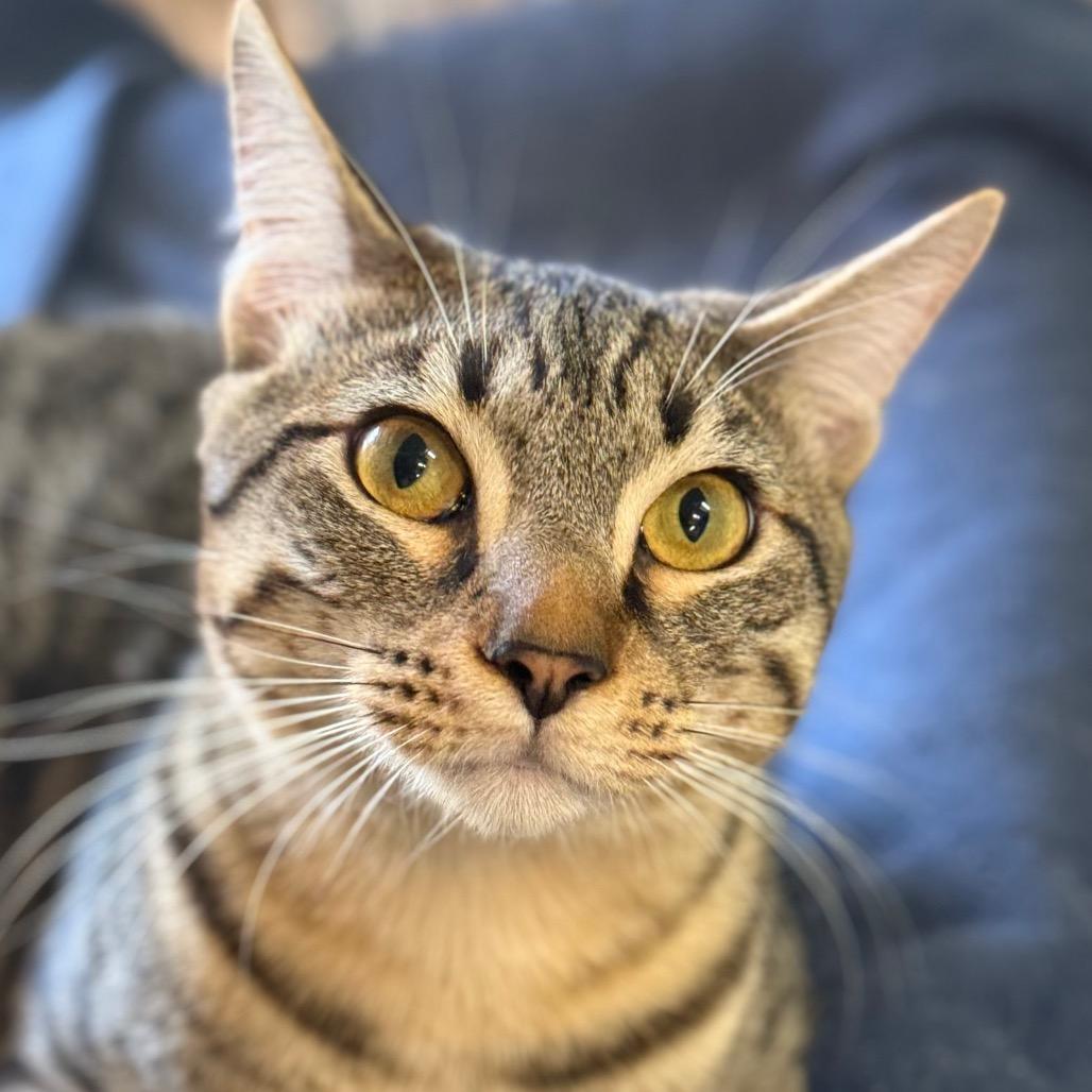 Jeeves 
