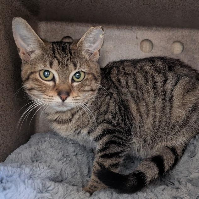 Pandora (working cat)